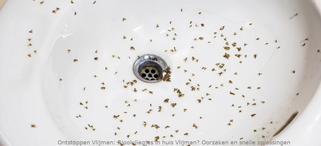 Rioolvliegjes in huis Vlijmen? Oorzaken en snelle oplossingen
